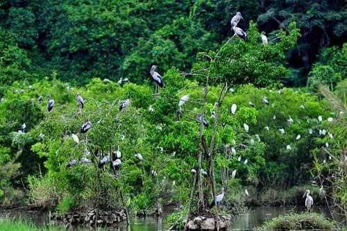 Khám phá vườn quốc gia Tràm Chim - Di sản ramsar quý giá của Đồng Tháp